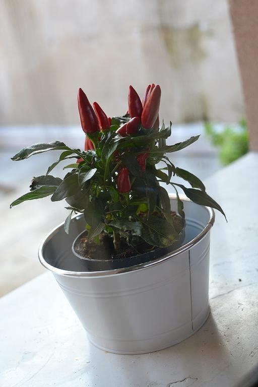 La Salvia E Il Lampone Bed & Breakfast Pove del Grappa Dış mekan fotoğraf